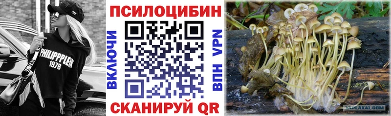 Галлюциногенные грибы Psilocybe  mega tor  Богородицк 
